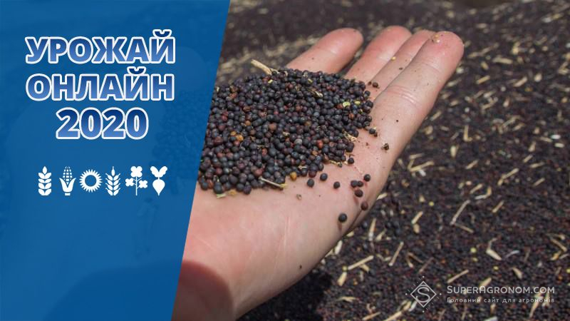 На Київщині зафіксовано найвищу середню врожайність ріпаку по Україні