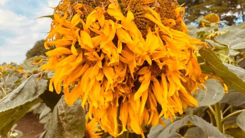Аграрії нарікають на розповсюдження філодій у посівах соняшнику гібридів Syngenta