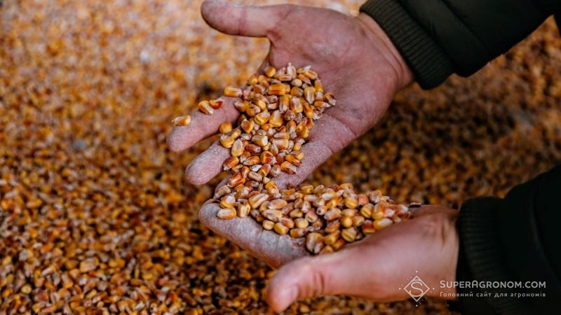 Через посуху аграрії ризикують втратити до 30% врожаю кукурудзи — прогноз
