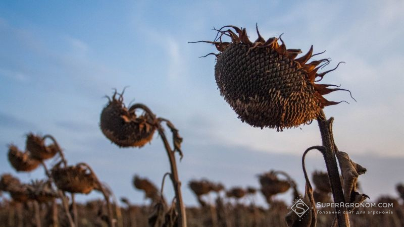 На Миколаївщині зафіксовано критично низьку врожайність соняшнику
