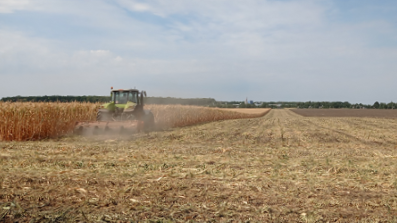 Через неврожай на Черкащині переорюють кукурудзяні поля