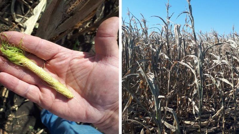 Через посуху на Кіровоградщині постраждало сотні тисяч гектарів кукурудзи та соняшнику