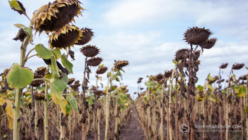 Врожайність соняшнику в Україні та Росії знизиться на 4-5% — прогноз