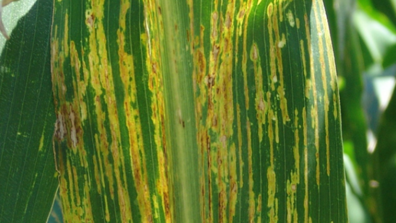 З початку року в двох областях виявлено вогнища розповсюдження бактеріального в’янення кукурудзи