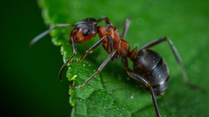 Феромони мурах використовують для зниження обсягів застосування пестицидів