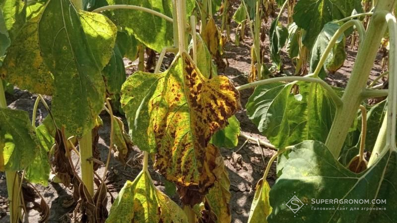 У посівах кукурудзи та соняшнику на Харківщині продовжується живлення шкідників та розповсюдження хвороб