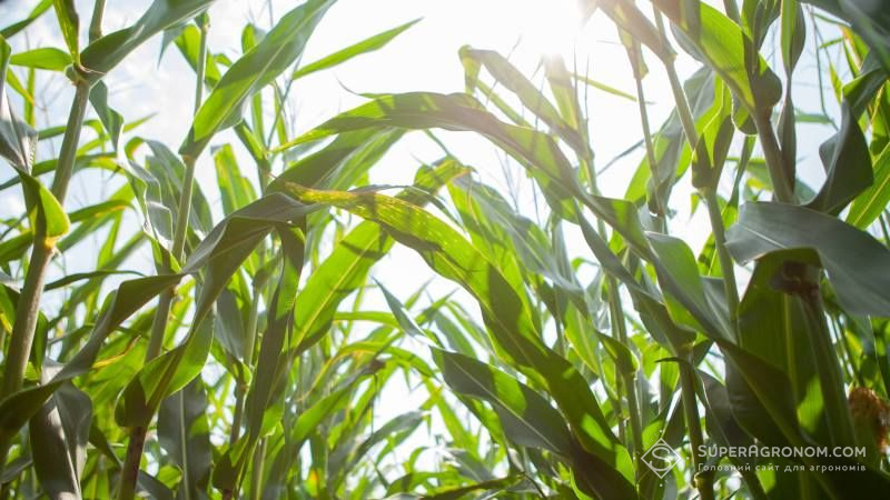 Фахівці дали оцінку стану посівів кукурудзи різних строків достигання