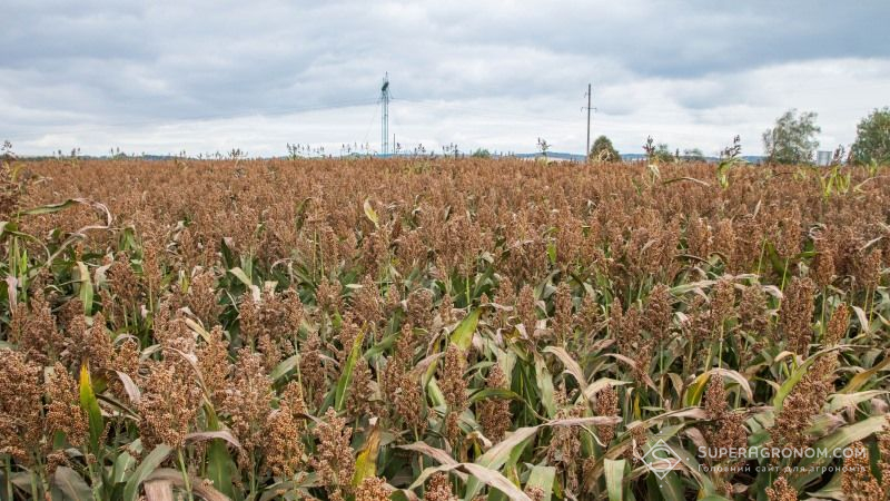 У НААН оцінили вплив посухи на стан посівів зернового сорго