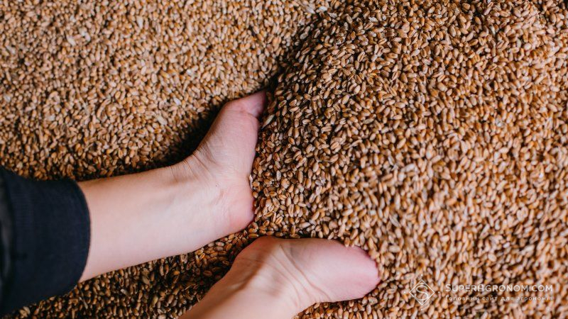 Якщо не заборонити хлорпірифос, ціни на українське зерно знизяться — експерт