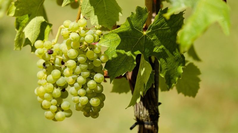 На найбільших виноградниках України розпочато збирання врожаю
