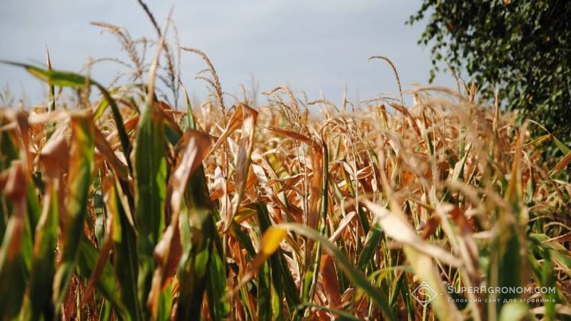 Подекуди через посуху аграрії втратили до 100% посівів соняшнику та кукурудзи