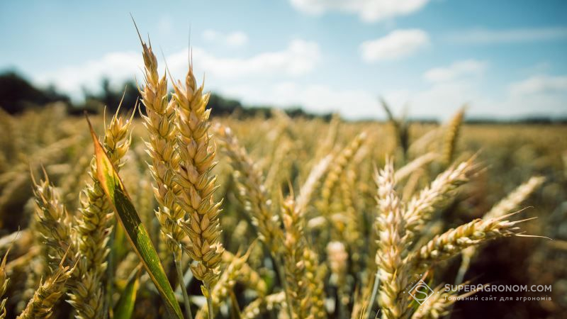 У НААН оприлюднили результати найвищих показників врожайності вітчизняних сортів пшениці у сезоні-2020