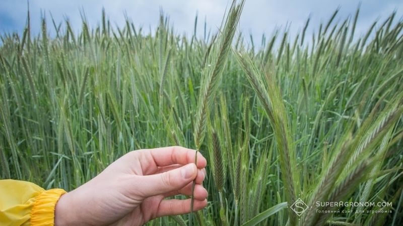 Технологія вирощування жита обходиться дешевше, ніж пшениці, — агроном
