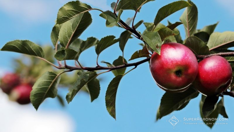 Вчені досліджують можливість вирощування плодово-ягідних культур без використання агрохімікатів