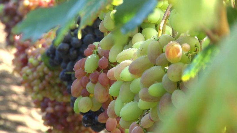Садівник з Хмельниччини вирощує понад 200 сортів винограду