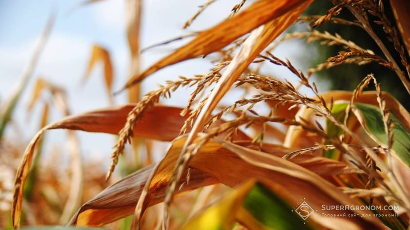 На Черкащині проводять оцінку втрат врожаю аграріїв через посуху