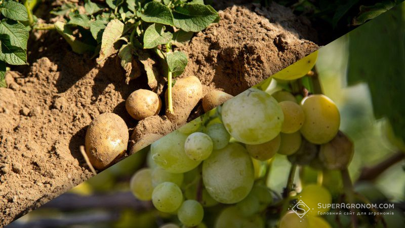 Уряд запроваджує додаткові механізми держпідтримки виноробства і картоплярства