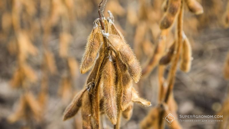 Низька маса тисячі зерен — одна з ключових причин втрати врожаю сої у сезоні-2020 — фахівець
