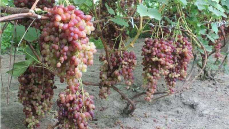 Сімейне господарство на Волині вирощує у теплиці 57 сортів винограду