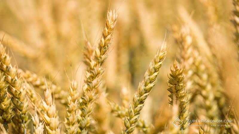 У НААН презентували високоврожайні сорти зернових та зернобобових культур