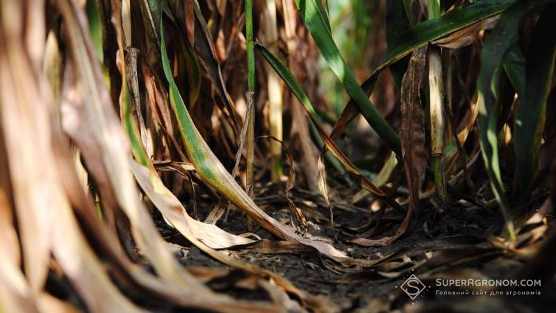 На полях окремих областей кукурудза перебуває в незадовільному стані
