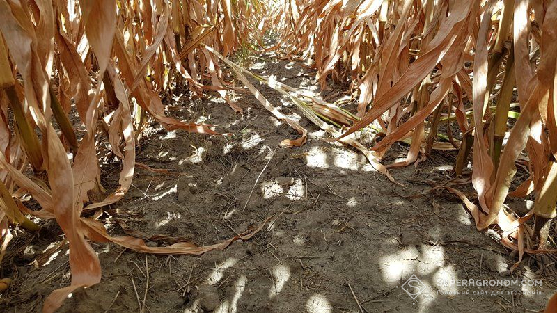 Кукурудза зазнала найбільших втрат врожаю через посуху на Черкащині