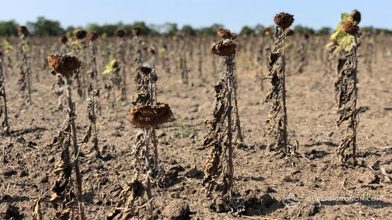 Через посуху на Одещині збанкротувало близько третини дрібних фермерів — думка