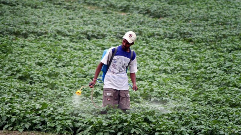 Індійські фермери судитимуться з Syngenta через заборонений в Європі інсектицид