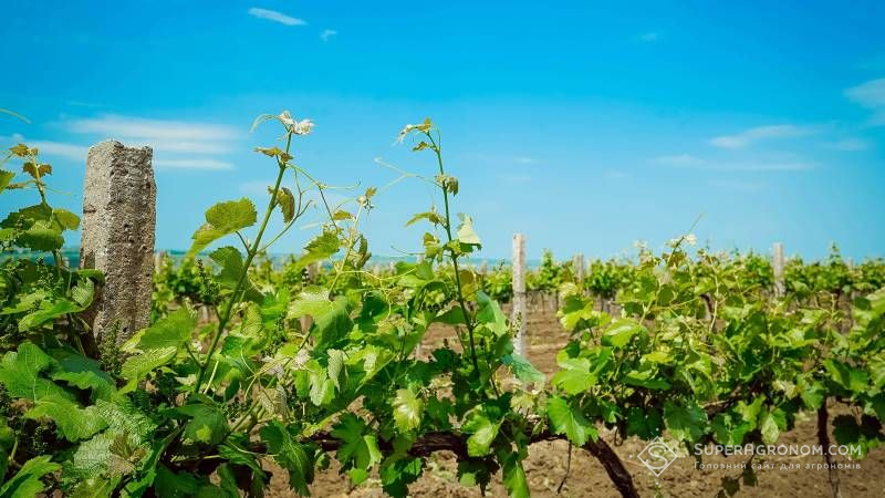 Через посуху врожай винограду на Одещині скоротиться щонайменше вдвічі — проноз