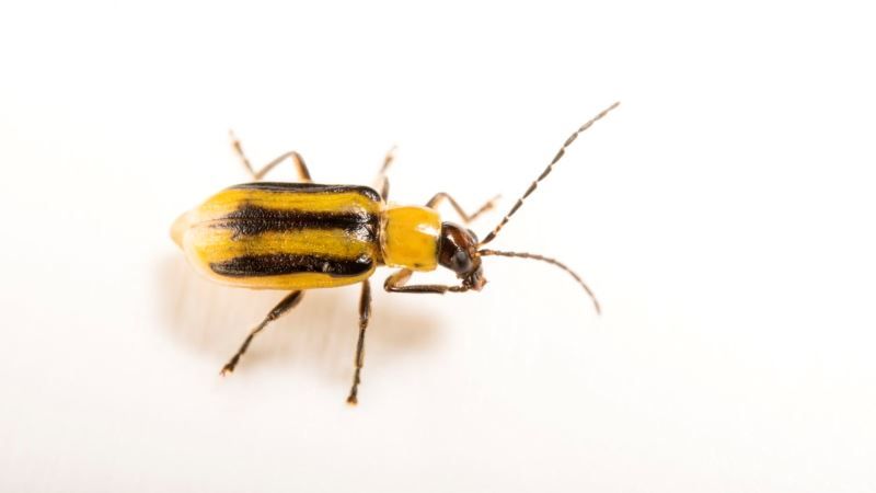 Нові осередки розповсюдження кукурудзяного жука виявлено на Житомирщині