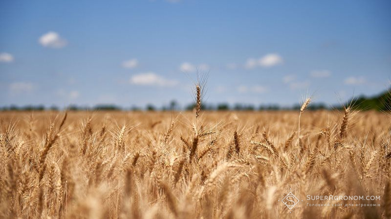 На Чернігівщині землі під пам’яткою археології незаконно засіяли пшеницею