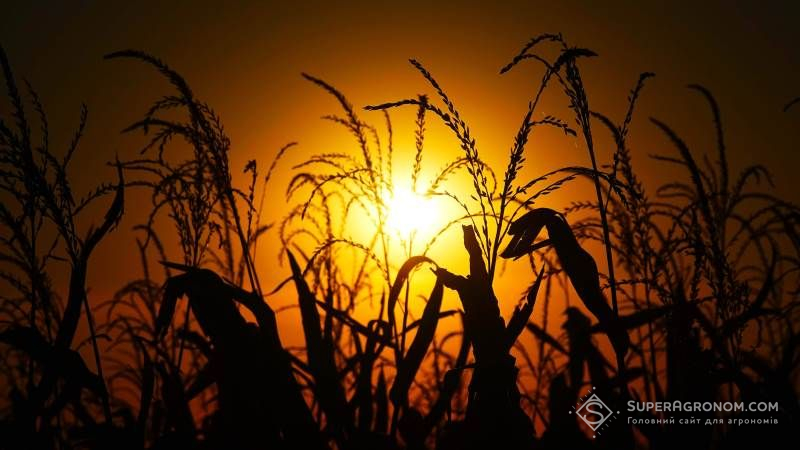 Клімат на всій території України трансформується в південний — Адаменко