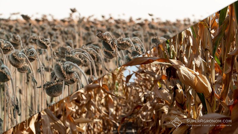У НААН озвучили основні причини зниження врожайності кукурудзи та соняшнику