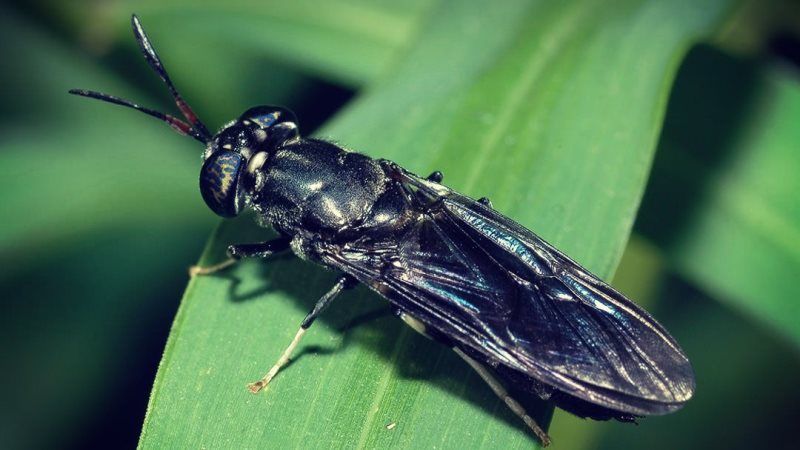 Личинки мух можуть замінити антибіотики у сільському господарстві — вчені