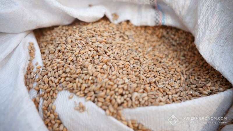 Інститут аграрної економіки оцінює ризик недобору зернових в Україні на рівні 7-10 млн тонн