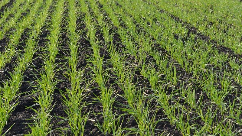 Нехтуючи фунгіцидним захистом восени аграрії ризикують втратити понад 10% врожаю озимих зернових — фахівець