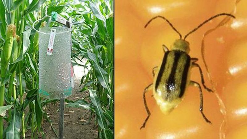 Дотримання сівозміни стримує розповсюдження кукурудзяного жука у Швейцарії