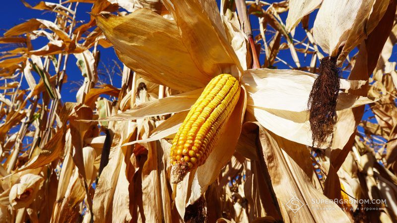Найбільше від посухи на Полтавщині постраждала кукурудза — аграрій