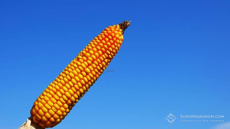 На Волині прогнозується збільшення валового збору кукурудзи