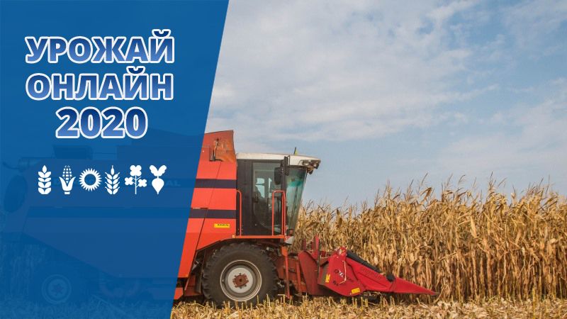 В Україні зібрано третину врожаю кукурудзи