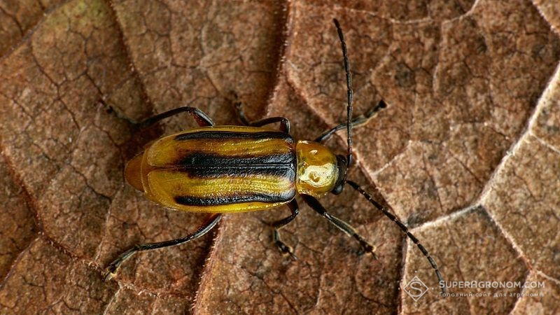 Західний кукурудзяний жук продовжує розширювати ареал існування на Кіровоградщині