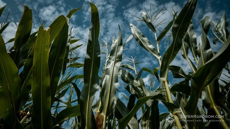 Аграріям презентували силосний гібрид кукурудзи, який забезпечить корів додатковою енергію при годівлі
