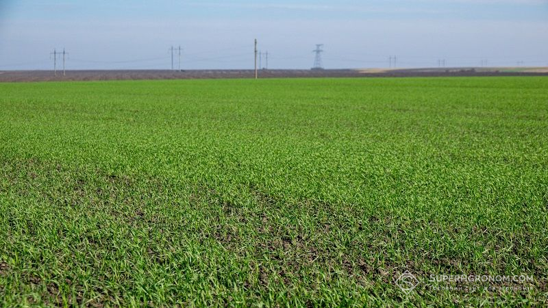 Українська зернова Асоціація озвучила прогнози на врожай зернових та олійних 2020/21 МР