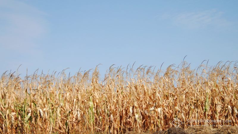 Фахівці розповіли, чому в умовах Півдня доцільно знижувати густоту сівби кукурудзи