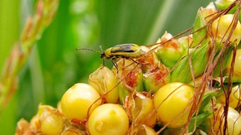 На Київщині у 6 районах виявлено нові вогнища розповсюдження кукурудзяного жука