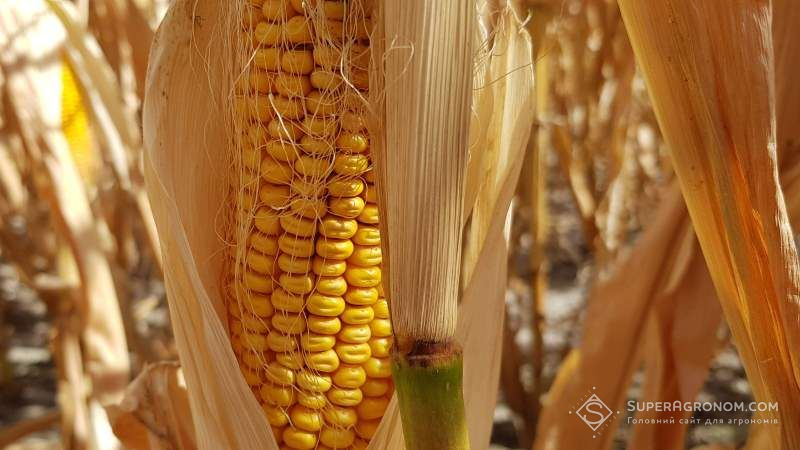 В Україні знову знизили прогноз виробництва кукурудзи на 2020/21 МР
