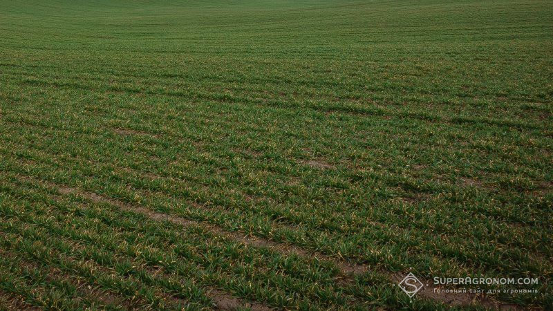 Аграрії Дніпропетровщини виконали 85% плану посівної озимих