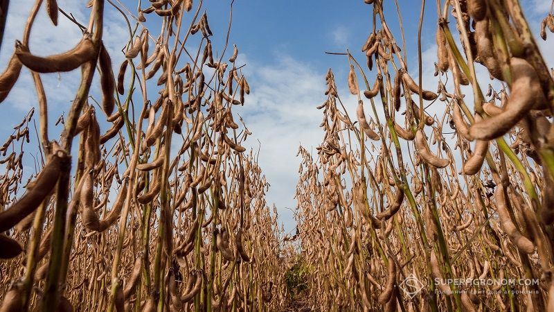 Середня врожайність сої на Кіровоградщині може стати найменшою за 6 років