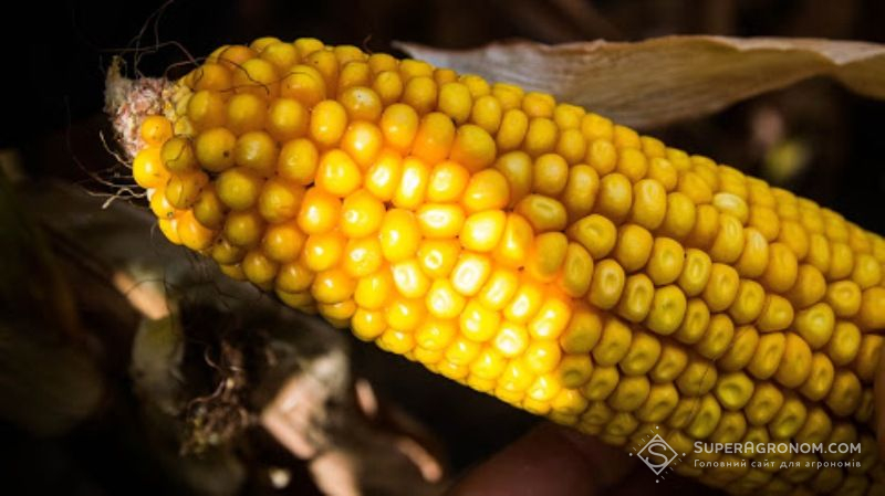 Експерт порадив, як обирати гібриди кукурудзи в умовах посух