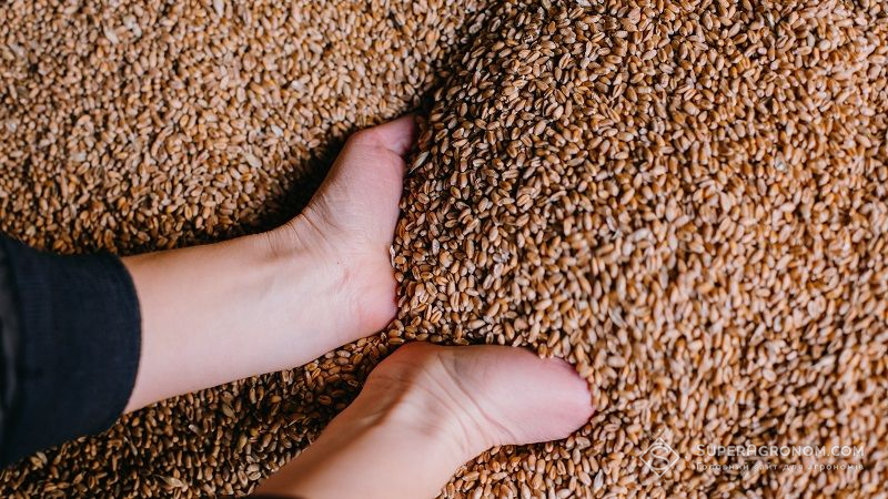 Українські аграрії відклали продаж пшениці на весну